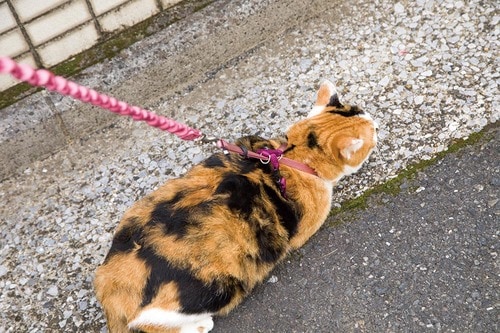 ポイント1:急な動きをしてもハーネスが外れない 猫用ハーネスおすすめ イメージ