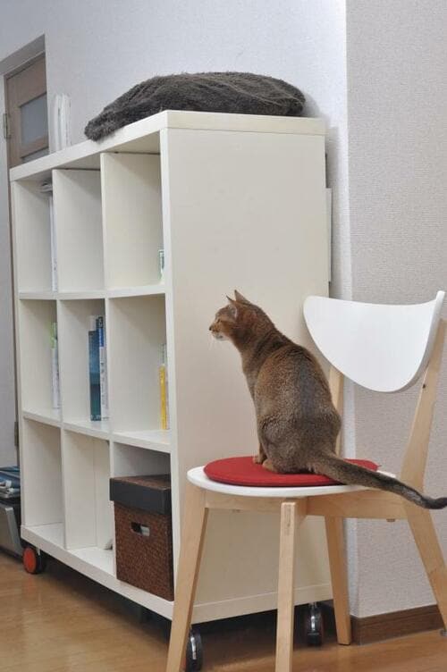 部屋の家具をアレンジして キャットタワーを作るのもアリ！ イメージ