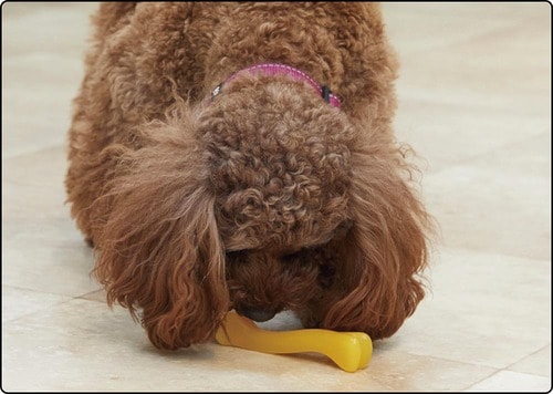 かじる時間が長いから歯みがき効果も期待できる 犬用おもちゃおすすめ イメージ2