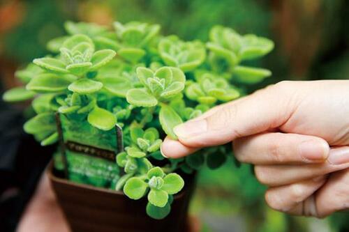 観葉植物としてだけでなく料理やお風呂にも使えます