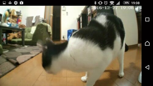 ペットの様子がわかりますカメラ内蔵の給餌機なんです イメージ