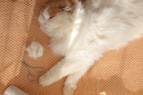 毛玉ケア・キャットフードのデメリットは? 毛玉ケア・キャットフードおすすめ イメージ