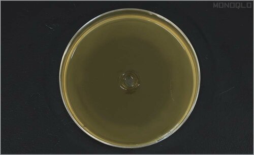 歯周病の原因菌に高い抗菌力を発揮 イメージ