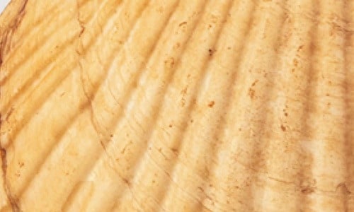 ホワイトニング前 ホワイトニングジェルおすすめ イメージ