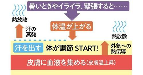 気温がt高い時に汗を出す仕組みを説明したイラスト画像
