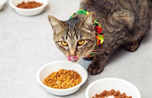 おいしさ 猫用ドライフードおすすめ イメージ