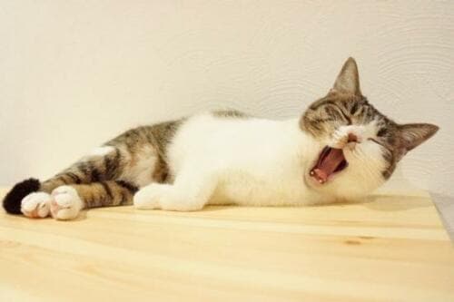 【ギモン1】お肌のためには夜10時前に寝るべきですよね？ イメージ