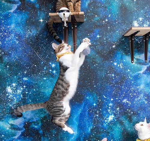 ネコジャンプにぴったりなおもちゃは？ 猫用おもちゃおすすめ イメージ2