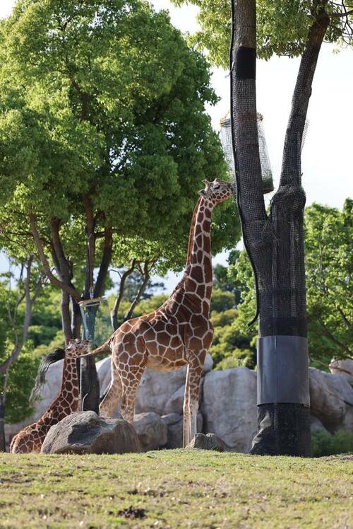 色味がくっきり、新緑が鮮やか イメージ