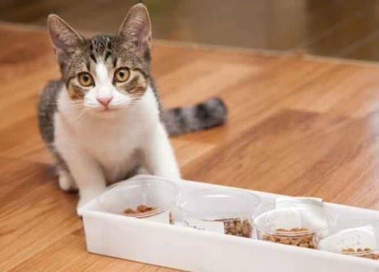 ヘルシーなのに食い付く！ 猫の成長をサポートするキャットフード3選｜ネコDKが検証 <br>