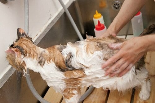 【Q5】シャンプーする時のポイントやコツはあるの？ イメージ