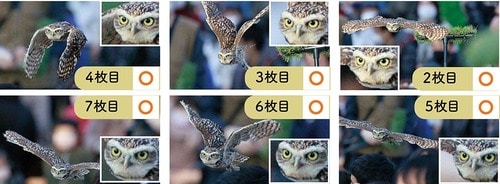 検証結果1:鳥 イメージ