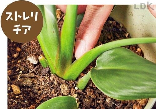 【ストレリチア】 ガーデニング用霧吹きおすすめ イメージ