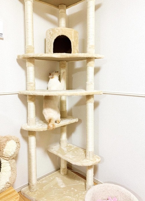 高さも幅もあるからネコは快適! キャットタワーおすすめ イメージ