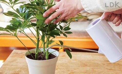 観葉植物は毎日水やりをすると枯れる? ガーデニング用じょうろおすすめ イメージ