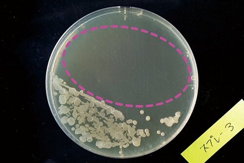 【S評価】カビ菌の増殖をしっかり防ぐ！ アース製薬防カビスプレー イメージ