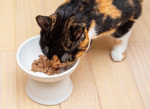 食感にうるさいネコも満足? 猫用ウェットフードおすすめ イメージ