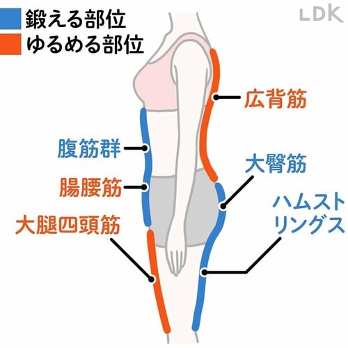 これで解決:ピンポイントに効かせて傾いた骨盤を立たせる! イメージ