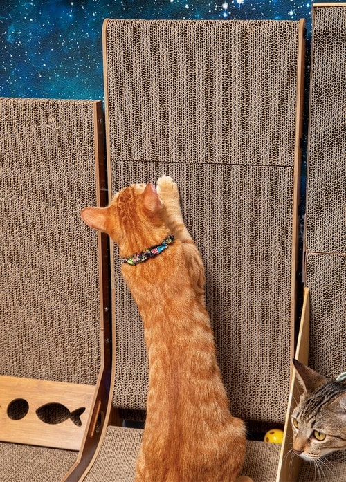 とぎカスがかなり散らばる 猫用爪とぎおすすめ イメージ