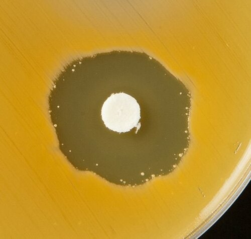 【A評価】あらゆる菌を除去! シャボン玉台所用せっけん イメージ3