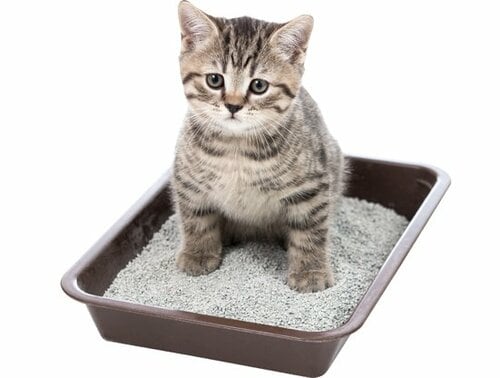 【Q4】いろいろな種類のネコ砂があるけど高コスパなのはどれ？ イメージ