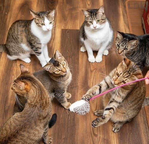 振るとネズミの鳴き声が発生 猫じゃらしおすすめ イメージ