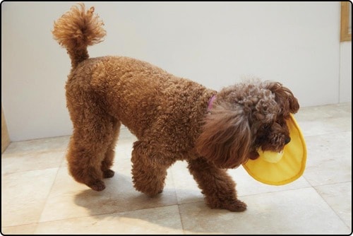 くわえやすくて遊びやすい！ 犬用おもちゃおすすめ イメージ