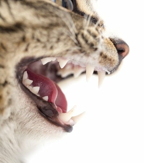 【Q1】ネコも歯みがきはしたほうが良いの？ イメージ