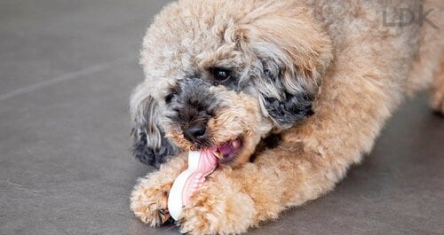 壊れにくく耐久性は高い 犬用おもちゃおすすめ イメージ