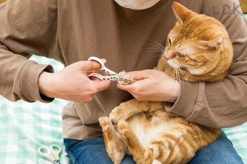 扱いやすいうえに切れ味がとてもいい 猫用爪切りおすすめ イメージ