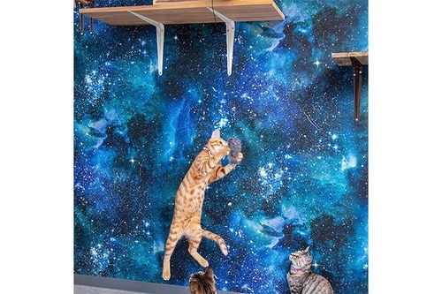 ネコが美しくコミカルに宙を舞う 猫用おもちゃおすすめ イメージ