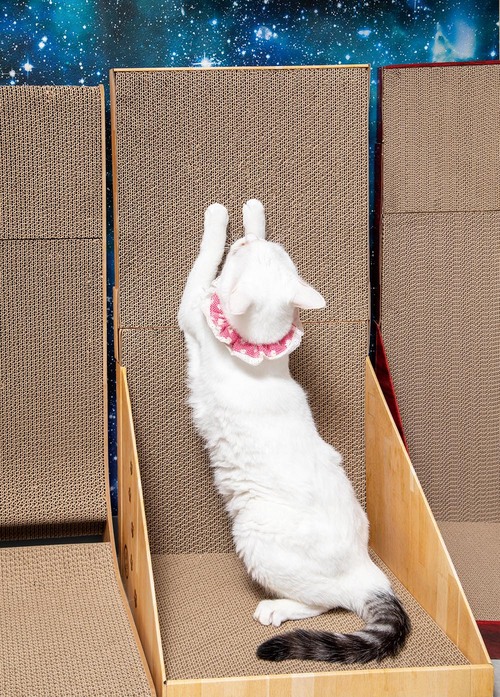 選び方3:安定性があるか 猫用爪とぎおすすめ イメージ