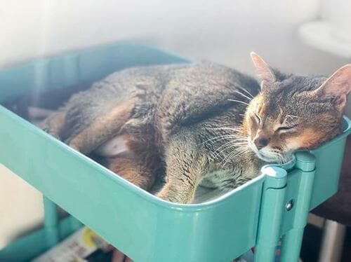 イケア「ロースコグ ワゴン」2