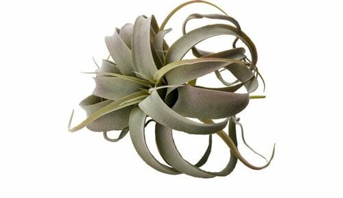 niko and...:フェイクグリーン:キセログラフィカ パープルグリーン