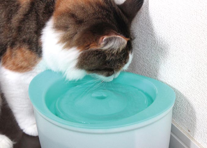 水道水を飲まない 愛猫の 水問題 を解決するおすすめアイテムがこちらです 360life サンロクマル