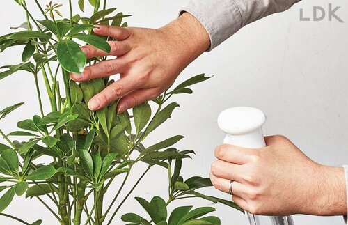 STEP1:葉の裏や茎にもかける ガーデニング用霧吹きおすすめ イメージ