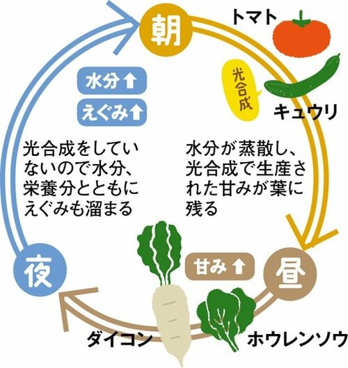 朝採り野菜は鮮度抜群！おいしさは別問題 イメージ