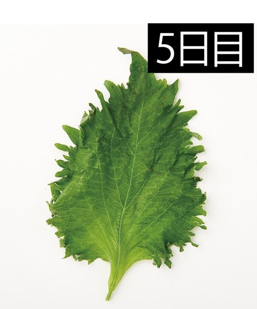 しおれと変色あり キッチン用ポリ袋おすすめ イメージ