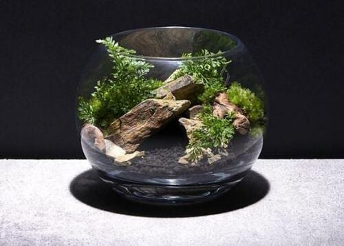 コケリウム「コケリウムキット 森の洞窟 ミニ」