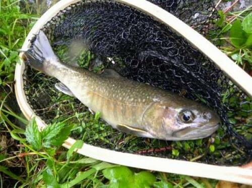 渓流ルアーフィッシングで釣れる魚は?