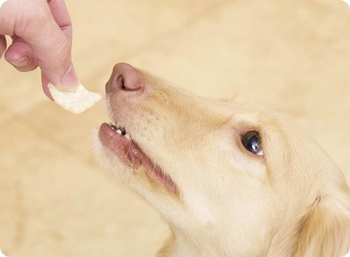 嗜好性が高くわんこが喜んで食べる 犬用おやつおすすめ イメージ