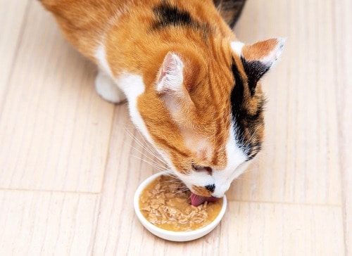 ジューシーなチキンを味わえる 猫用ウェットフードおすすめ イメージ