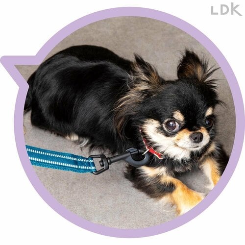 ナスカンが大きすぎる 犬用リードおすすめ イメージ