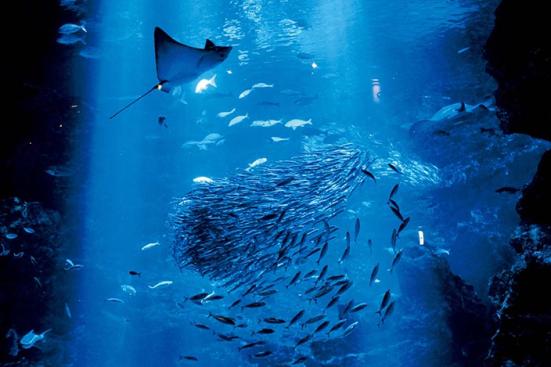 プロ厳選 近畿 関西地方の動物園 水族館おすすめランキング13選 デートや家族で行きたい人気スポットを紹介 360life サンロクマル