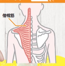 →背中の僧帽筋を動かしましょう! ズボラストレッチおすすめ イメージ
