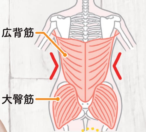 →腹筋だけじゃくびれは作れない！ 背筋とお尻筋を鍛えよう！ ズボラストレッチおすすめ イメージ