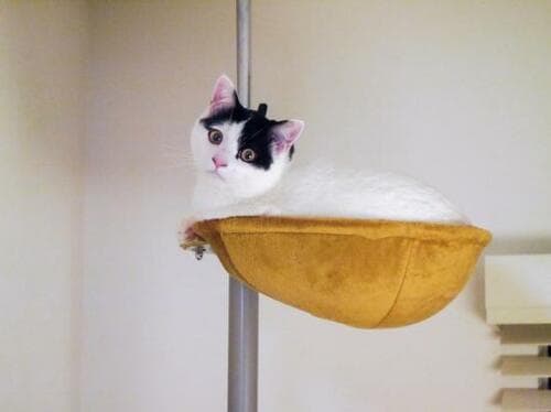 丸型のステップがかわいい！ ボンビアルコン「キャットポール」 イメージ3