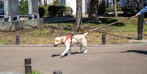 伸びすぎて引き寄せにくい 犬用リードおすすめ イメージ