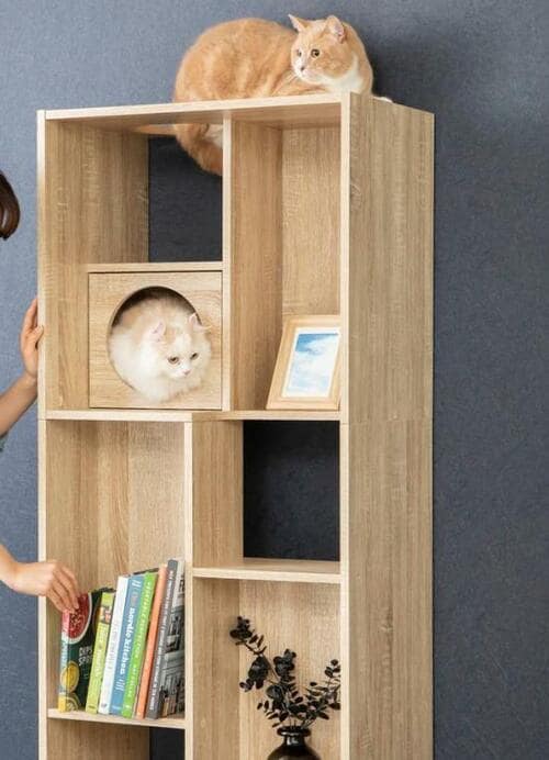 ネコ派必見！猫と本の共存が実現 イメージ