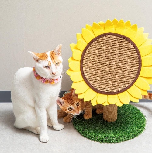 映えるけどネコが使ってくれない 猫用爪とぎおすすめ イメージ